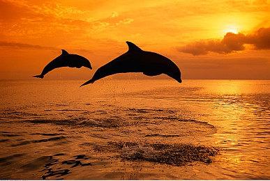 二十多年后 《矮人要塞》团队首次招募第二位程序员